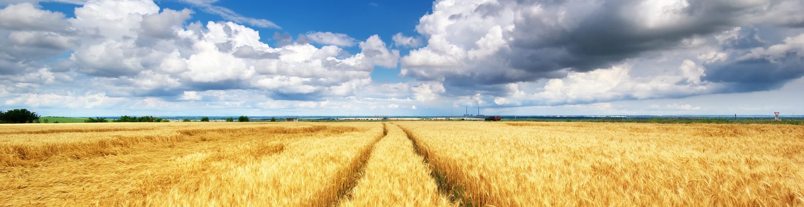 Cereali E Dintorni – I Nuovi Grafici Di Tendenze Al 18/12/2018