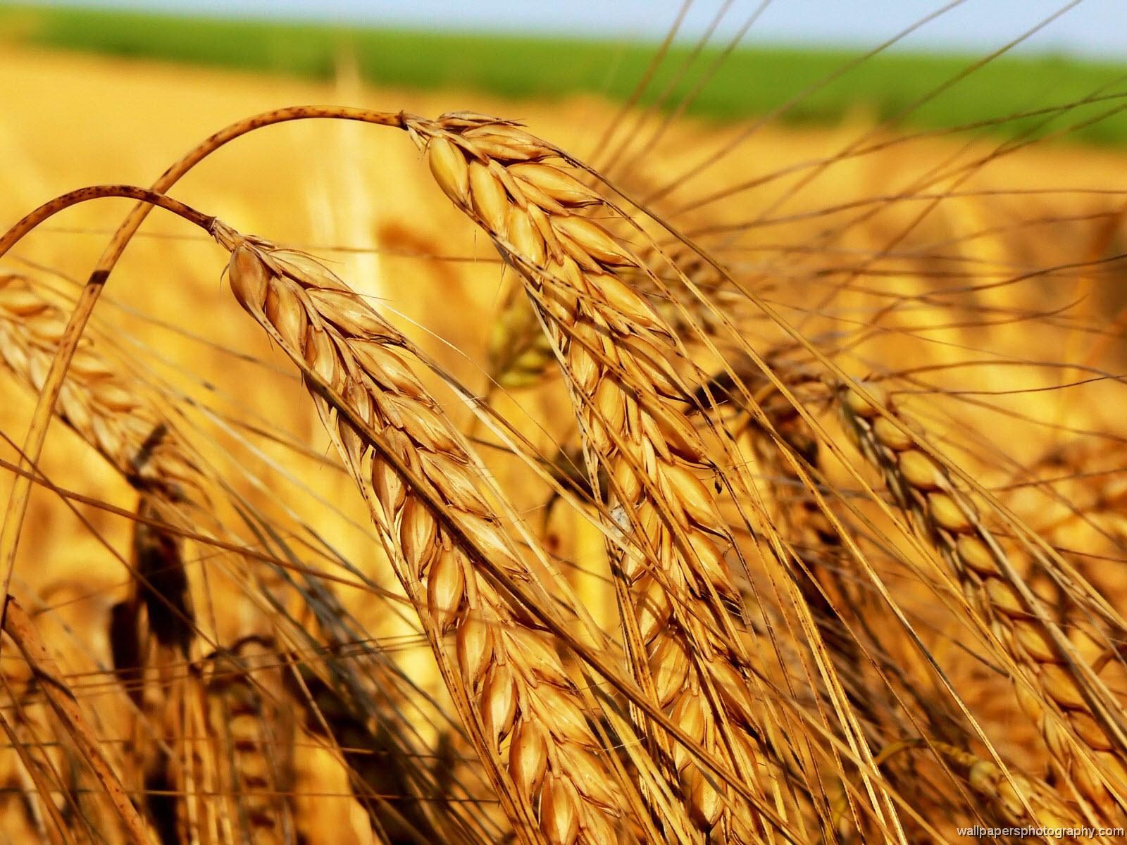 Cereali E Dintorni. Nulla Di Nuovo Sul Fronte Economico (news Del 18 Ottobre 22 Per Le Notizie Complete E In Tempo Reale Tel. Al Dr. Mario Boggini)