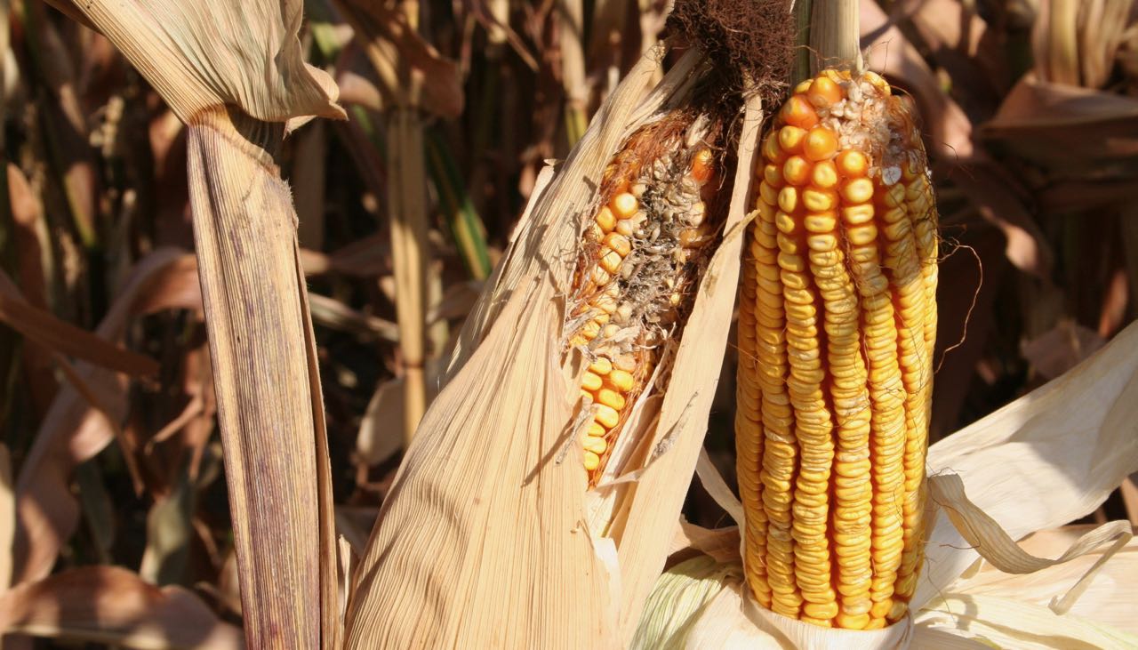 Dall’USDA Nessuna Preoccupazione Imminente – (Per Il Post Completo Contattare Mario Boggini)