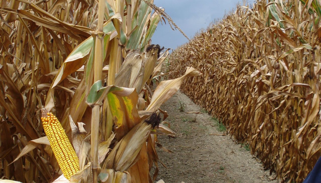 Cereali E Dintorni. Un Sussulto Per Il Mais E Il Grano – (Per Il Post Completo Contattare Mario Boggini)