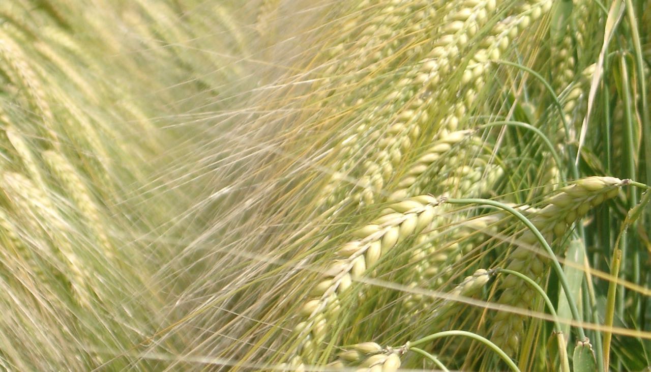 Cereali E Dintorni. Variazioni Insignificanti. – (Per Il Post Completo Contattare Mario Boggini)