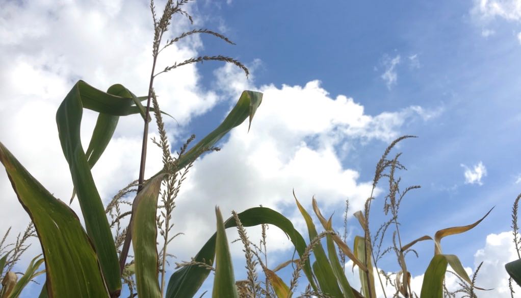 Cereali E Dintorni. In Attesa Del USDA Nervosismo Alle Stelle. (per Le Notizie Complete E In Tempo Reale Tel. Al Dr. Mario Boggini)