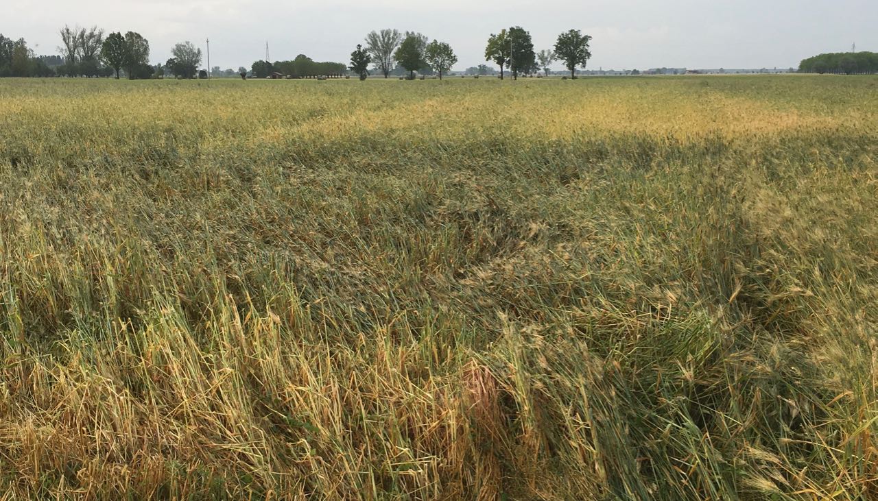 USDA Nel Complesso è Rialzista (Per La Notizia Completa Contattare Il Dr. Boggini)