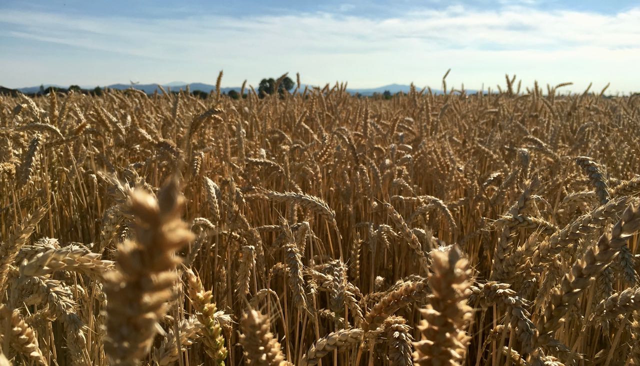 USDA, Qualche Sorpresa Muove Il Mercato.(news Del 29/6/2019)