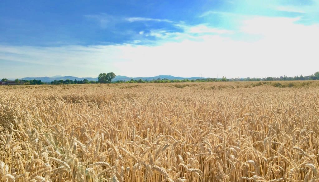 “Cereali E Dintorni”. Le Elezioni Agitano I Mercati. (news Del 31 Ottobre 2024 Per Le Notizie Complete E In Tempo Reale Tel. Al Dr. Mario Boggini)