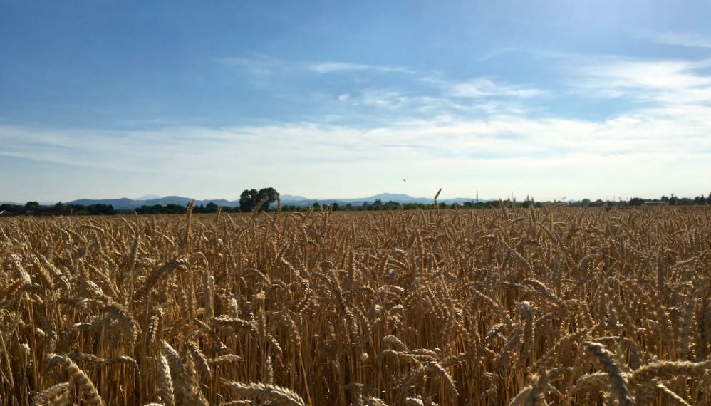 “Cereali E Dintorni”. Nel Bel Mezzo Dei Dazi Trumpiani