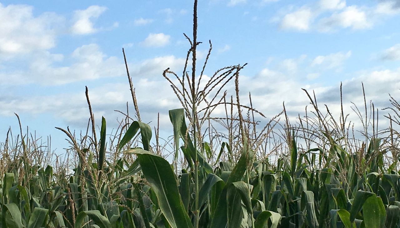 Mercati Ribassisti, Ma Attenzione Ai Risultati Del Pro Farmer Crop Tour (per La News Completa E In Tempo Reale Tel. Al Dr. Mario Boggini)