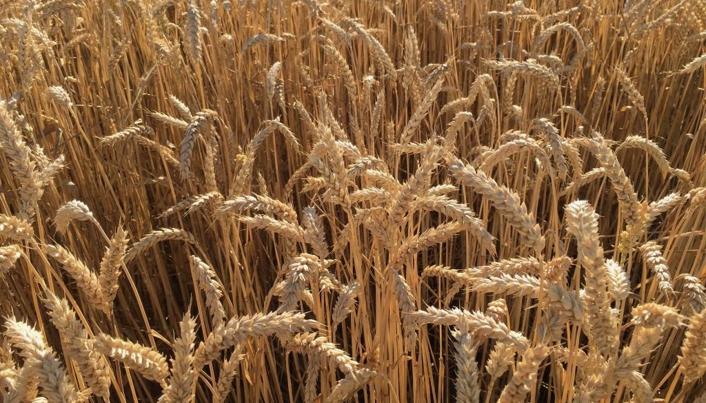 “Cereali E Dintorni”. Mercato Instabile Ma In Ripresa.