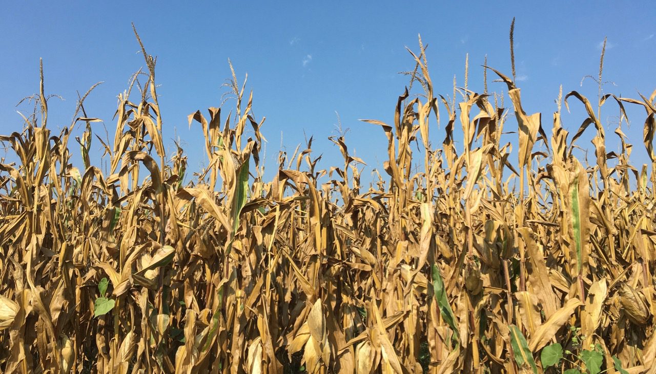 Cereali E Dintorni. Domani L’USDA: Le Nostre Ipotesi. (per Le News Complete E In Tempo Reale Tel. Al Dr. Mario Boggini)