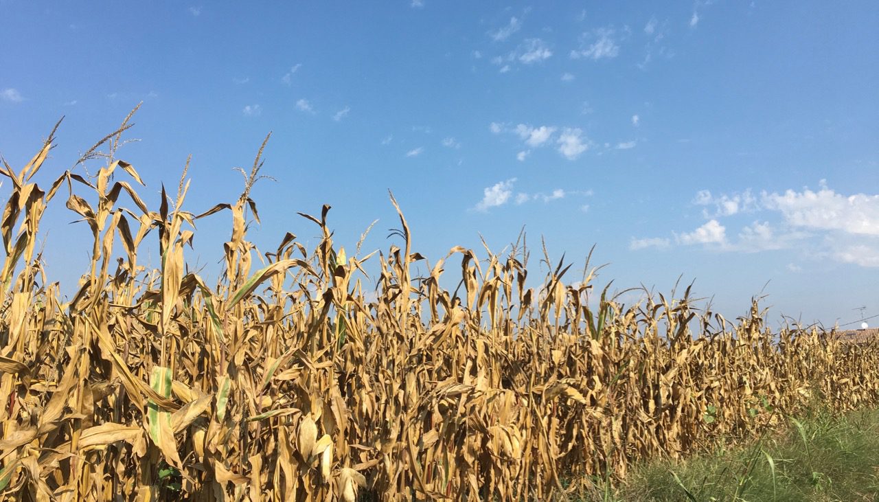 “Cereali E Dintorni”. In Attesa Di Spunti Per Il Rilancio (news Del 3 Aprile 2024 Per Le Notizie Complete E In Tempo Reale Tel. Al Dr. Mario Boggini)