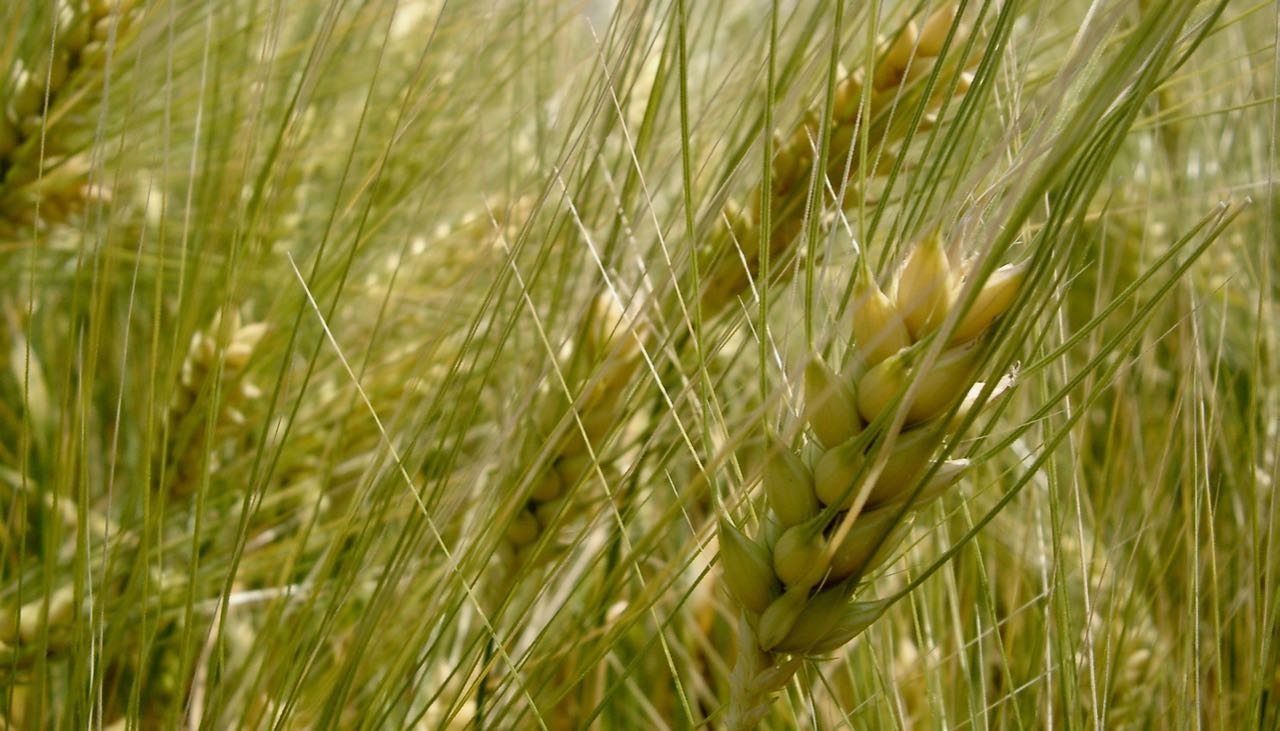 Cereali E Dintorni. Il 2022 Si Apre Con Una Forte Spinta Al Rialzo. (news Del 5 Gennaio 2022 Per Le Notizie Complete E In Tempo Reale Tel. Al Dr. Mario Boggini)