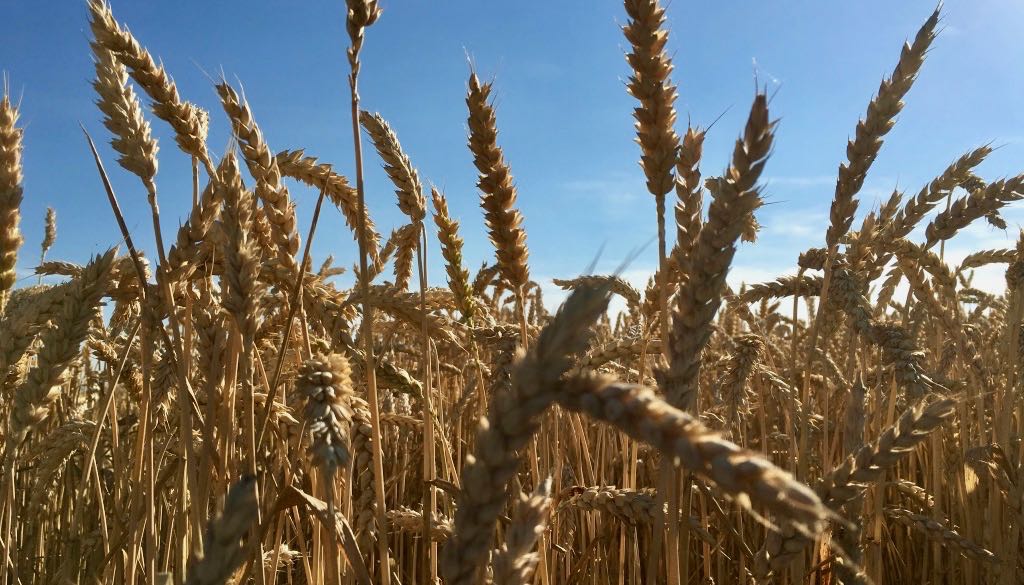 “Cereali E Dintorni”. Dazi Si O Dazi Si?