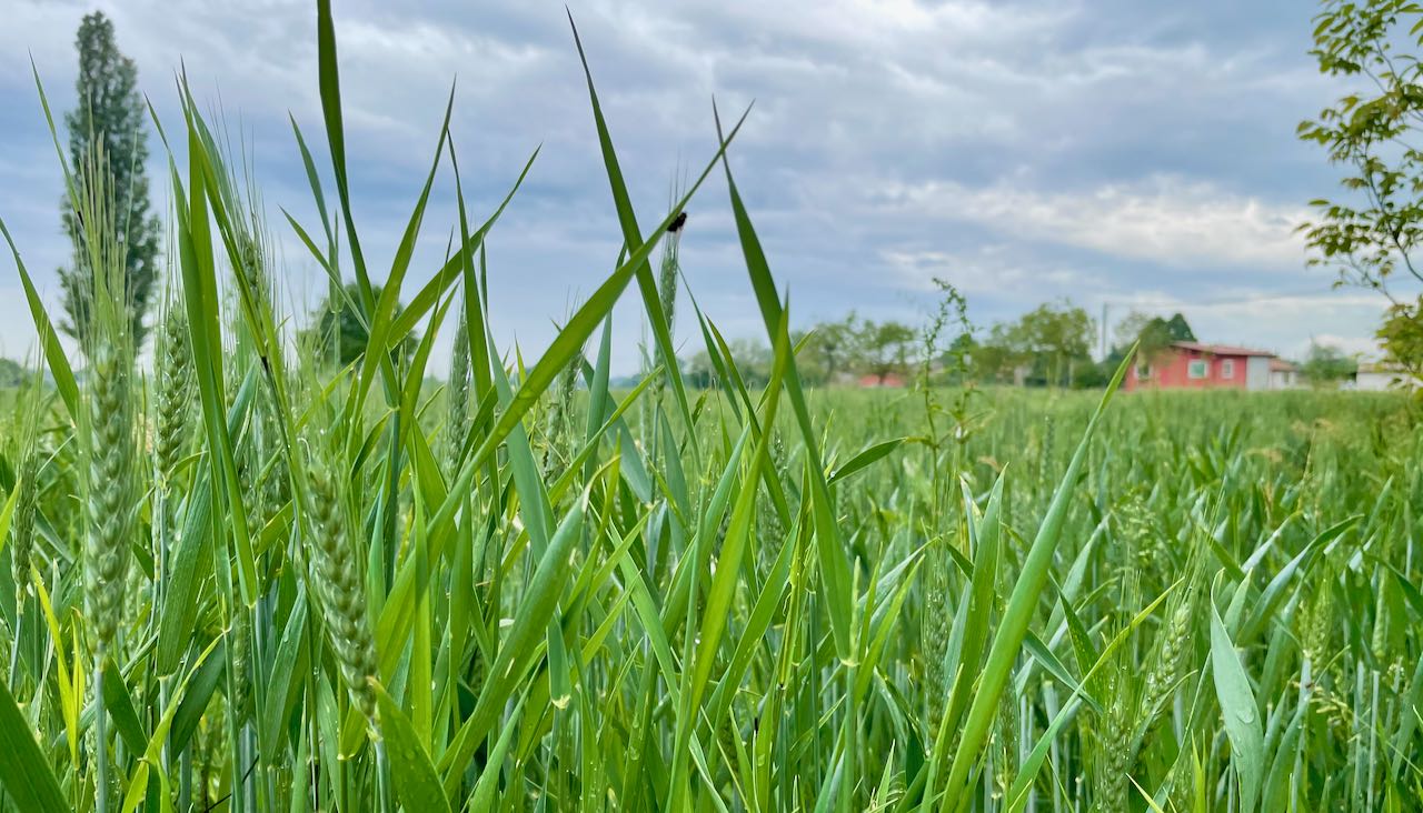 Cereali E Dintorni. Listini Alti Ma Stabili (news Del 28 Luglio 2021 Per Le News Complete E In Tempo Reale Tel. Al Dr. Mario Boggini)