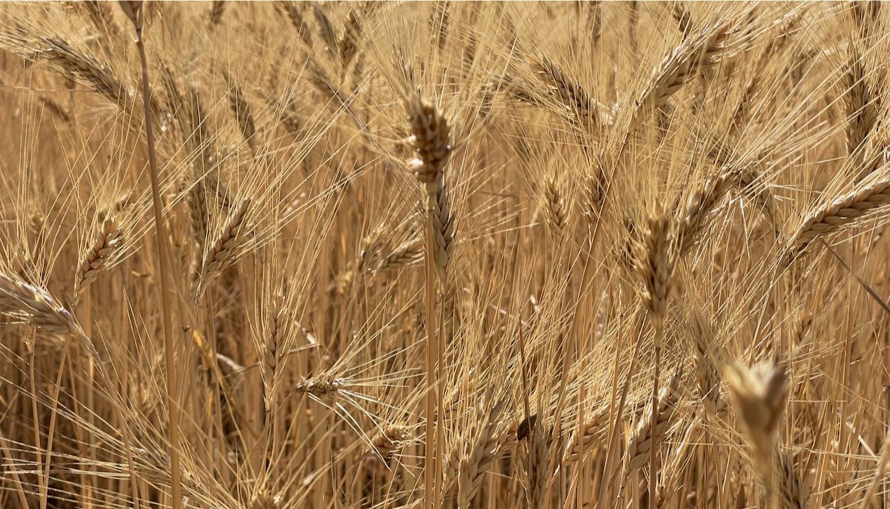 Cereali E Dintorni. Mercati A Altissima Volatilità (news Del 15 Marzo 2022 Per Le Notizie Complete E In Tempo Reale Tel. Al Dr. Mario Boggini)