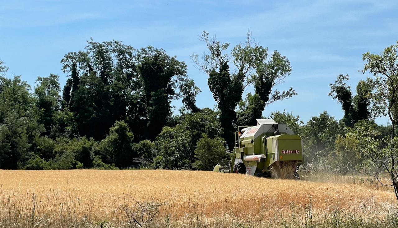 Cereali E Dintorni. Parziale Revoca Delle Restrizioni. (news Del 18 Settembre 2023 Per Le Notizie Complete E In Tempo Reale Tel. Al Dr. Mario Boggini)