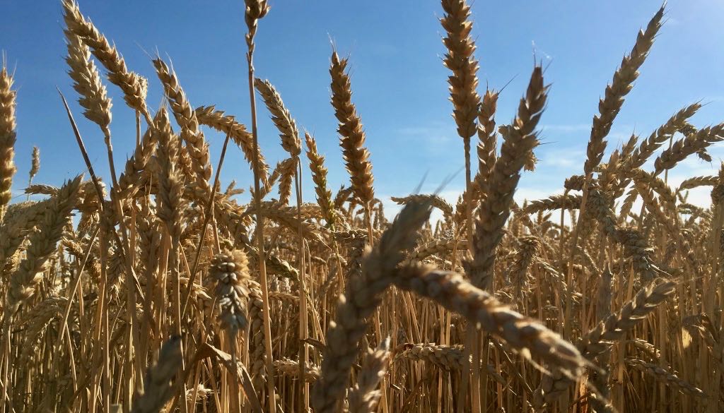 “Cereali E Dintorni” – Perché I Mercati Stanno Congelando. ( Per Le Notizie Complete E In Tempo Reale Tel. Al Dr. Mario Boggini)