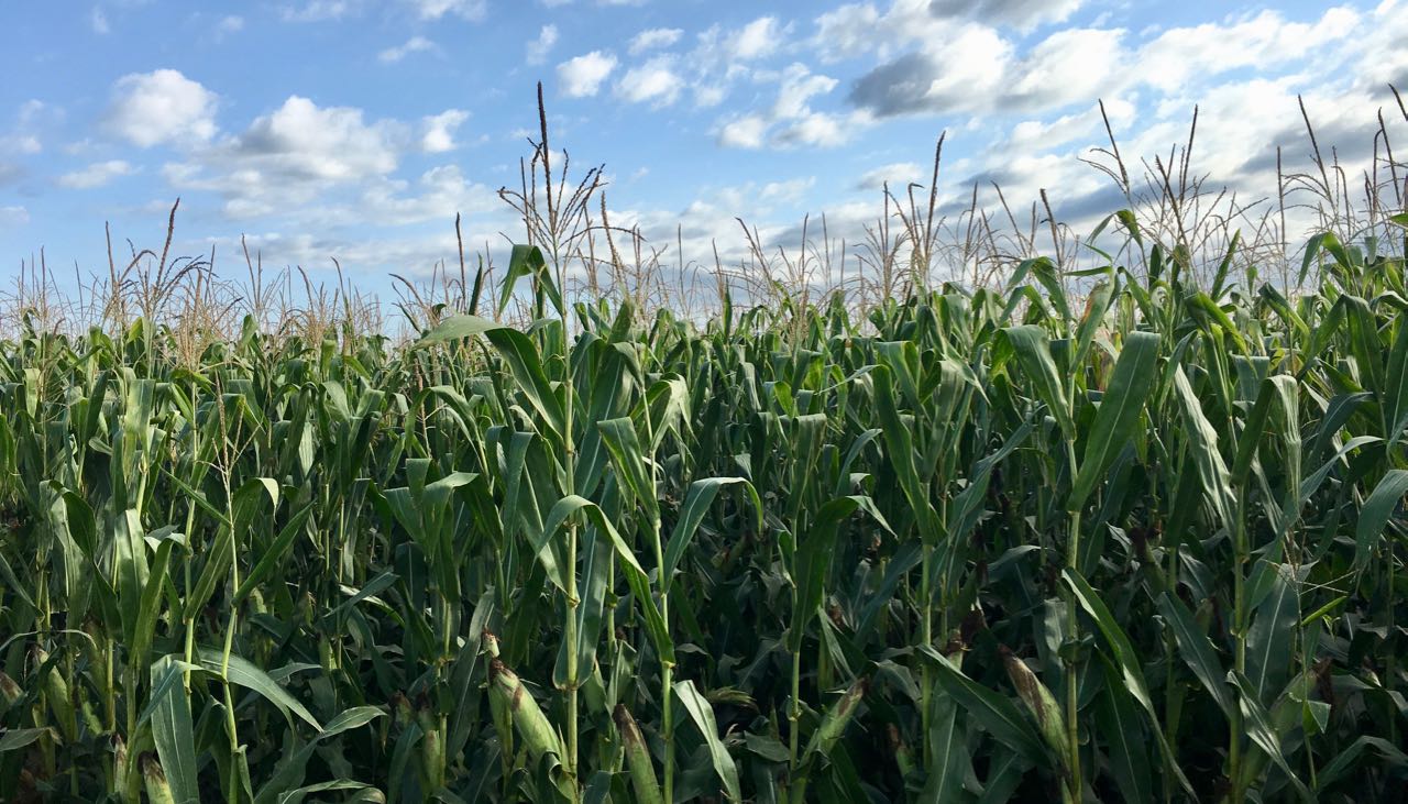 Cereali E Dintorni. Primo USDA 2022 Senza Scossoni. (per Le Notizie Complete E In Tempo Reale Tel. Al Dr. Mario Boggini)