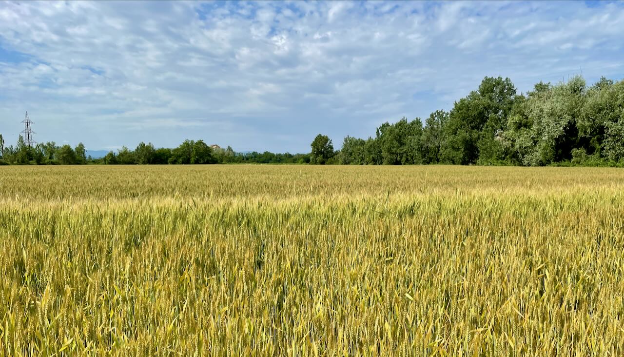 Cereali E Dintorni. Incomprensibile. Il Grano Scende Nonostante La Crisi Ucraina. (per Le Notizie Complete E In Tempo Reale Tel. Al Dr. Mario Boggini)