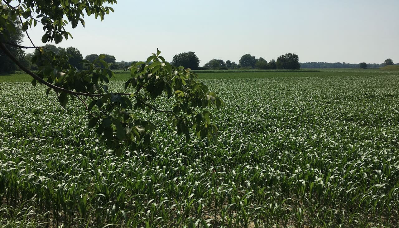 Cereali E Dintorni. USDA: Nessuna Speranza Di Ribassi! (per Le Notizie Complete E In Tempo Reale Tel. Al Dr. Mario Boggini)