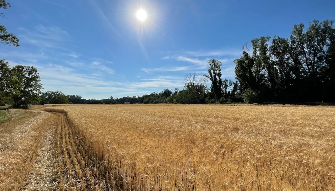 “Cereali E Dintorni”. Prime Registrazioni Di Farina Di Soia Sul 2026