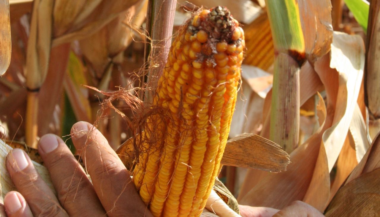 “Cereali E Dintorni”. USDA 12 Agosto 2025