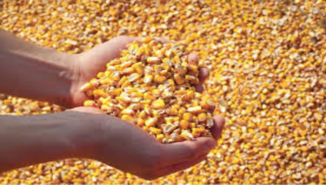 “Cereali E Dintorni”. Qualità Mais In Raccolto
