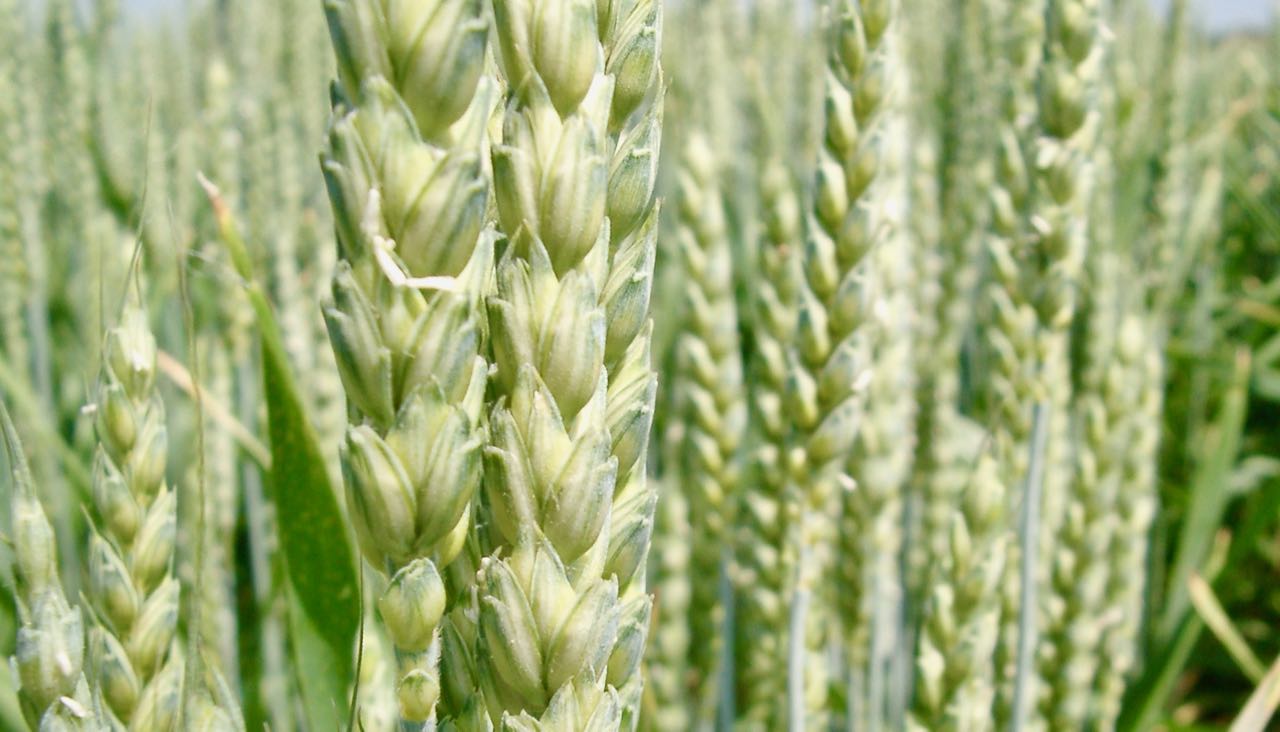 “Cereali E Dintorni”. Ancora Molto Incerti Gli Andamenti Dei Mercati